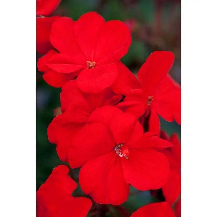Zonal-Pelargonie - Pelargonium zonale, Topfgröße: 12 cm - Nahaufnahme leuchtend roter Impatiens-Blüten, die ihre lebendige Farbe und zarten Blütenblätter zeigen. Eine wunderschöne und fesselnde blühende Pflanze.