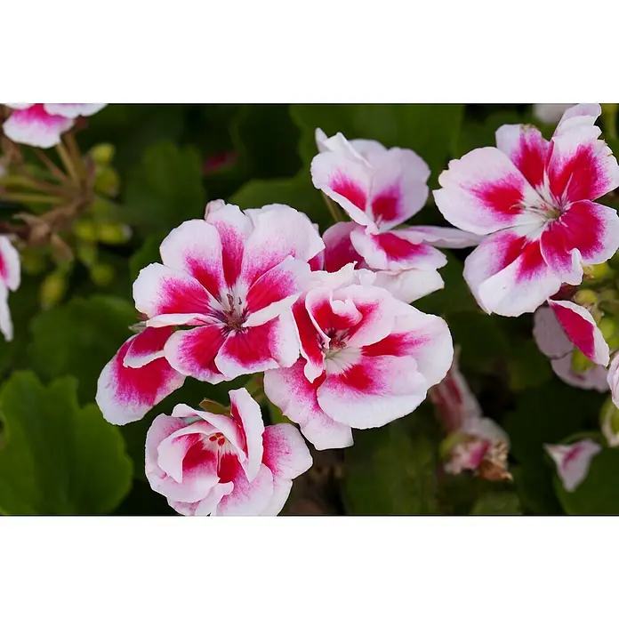 Zonal-Pelargonie - Pelargonium zonale, Topfgröße: 12 cm - Eine Nahaufnahme einer Gruppe rosafarbener und weißer Geranienblüten in voller Blüte, umgeben von sattgrünem Laub.
