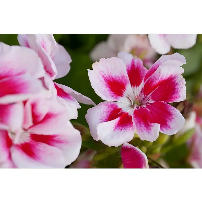 Zonal-Pelargonie - Pelargonium zonale, Topfgröße: 12 cm - Nahaufnahme einer zweifarbigen Geranienblüte in Rot und Weiß, die ihre zarten Blütenblätter und feinen Details zeigt.
