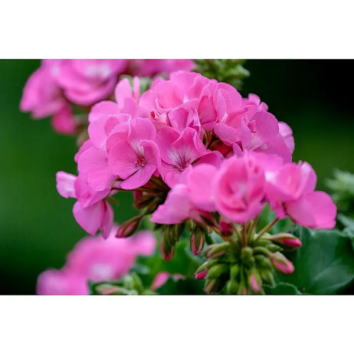 Zonal-Pelargonie - Pelargonium zonale, Topfgröße: 12 cm - Nahaufnahme von leuchtend rosa Geranienblüten mit zarten Details vor einem grünen Hintergrund.
