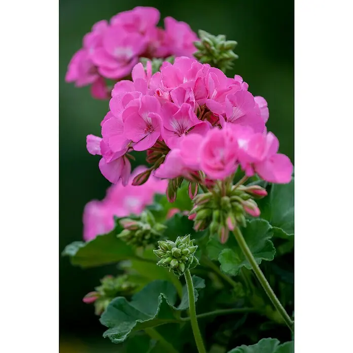 Zonal-Pelargonie - Pelargonium zonale verschiedene Farben, Topfgröße: 12 cm - Aufnahme einer Nahaufnahme von rosa Geranienblüten in voller Blüte, die ihre zarten Blütenblätter und grüne Knospen zeigen.