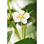 Fragaria elatior grandiflora 25