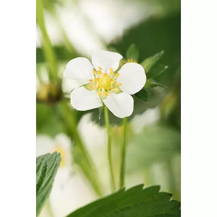 Piardino Erdbeere - Fragaria elatior grandiflora, Topfgröße: 25 cm - Nahaufnahme einer weißen Erdbeerblüte mit leuchtend gelber Mitte.