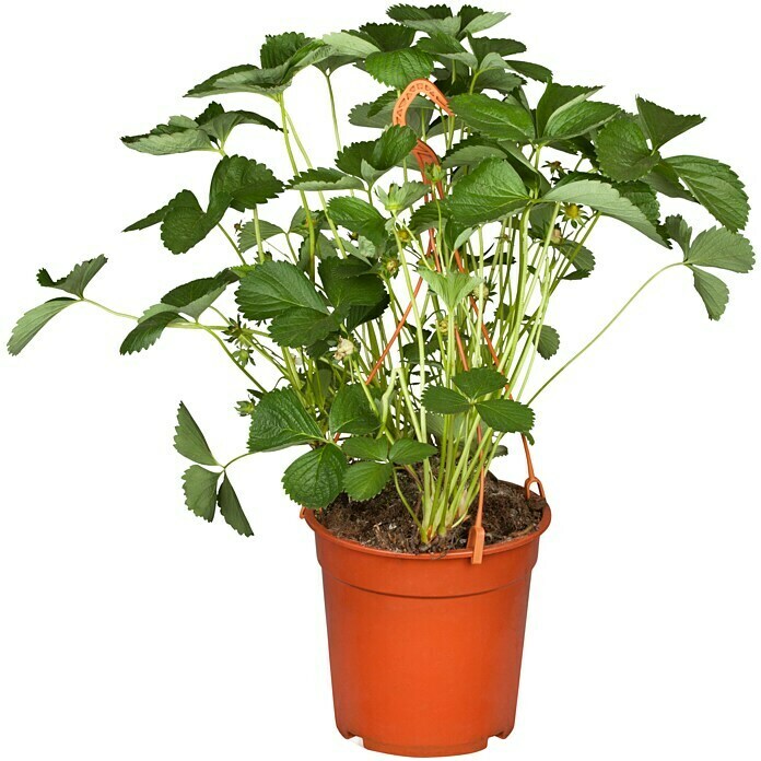 Fragaria elatior grandiflora 25