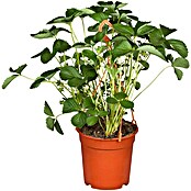 Fragaria elatior grandiflora 25