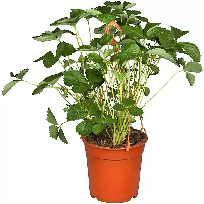Piardino Erdbeere - Fragaria elatior grandiflora, Topfgröße: 25 cm - Erdbeerpflanze im Topf mit grünen Blättern und braunem Übertopf. Inklusive orangefarbenem Aufhängebügel.