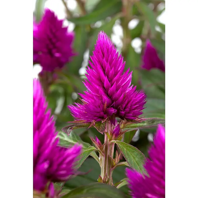 Piardino Celosia argentea - Celosia argentea - Primer plano de vibrantes flores de Celosia rosas, destacando su textura aterciopelada única y colores brillantes.