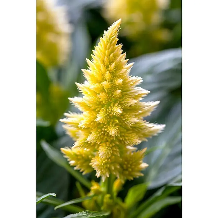 Piardino Celosia argentea - Celosia argentea - Primer plano de una vibrante flor de Celosia amarilla, que muestra su textura aterciopelada única y su color brillante con enfoque nítido.