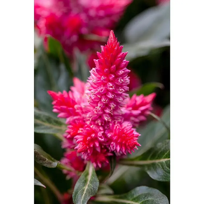 Piardino Celosia argentea - Celosia argentea - Primer plano de una vibrante flor de Celosia rosa con inflorescencias cónicas y hojas verdes.