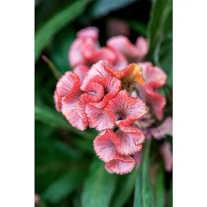 Piardino Celosia argentea - Celosia argentea - Primer plano de una flor de Cresta de Gallo que muestra sus pétalos rosados.