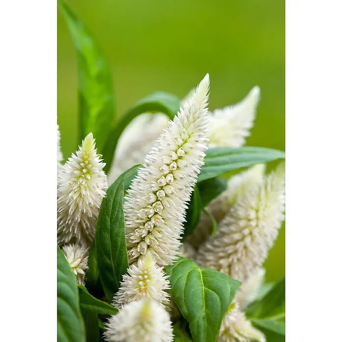 Piardino Celosia argentea - Celosia argentea - Primer plano de las delicadas plantas Celosia argentea blancas con hojas verdes, que muestran una belleza elegante y natural.