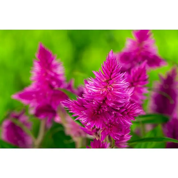 Piardino Celosia argentea - Celosia argentea - Primer plano de un grupo de vibrantes flores de Celosia rosa sobre un fondo verde borroso.