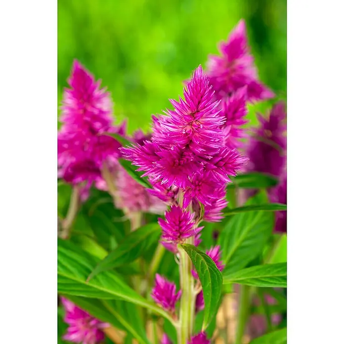 Piardino Celosia argentea - Celosia argentea - Un primer plano de vibrantes flores de Celosia magenta, que muestran su textura aterciopelada única y colores vivos.