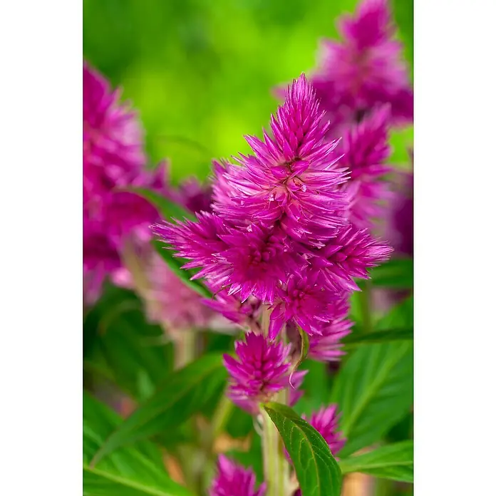 Piardino Celosia argentea - Celosia argentea - Primer plano de una vibrante flor de celosía rosa con hojas verdes al fondo, resaltando su floración de textura única.