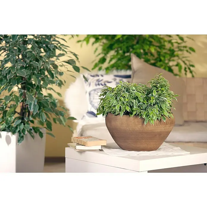 Piardino Ficus benjamina - Ficus benjamina 'Kinky', Tamaño de maceta: 12 cm - Primer plano de un Ficus benjamina 'Variegata' en maceta sobre una mesa, una planta de interior con hojas verdes y blancas, elemento decorativo en la habitación.
