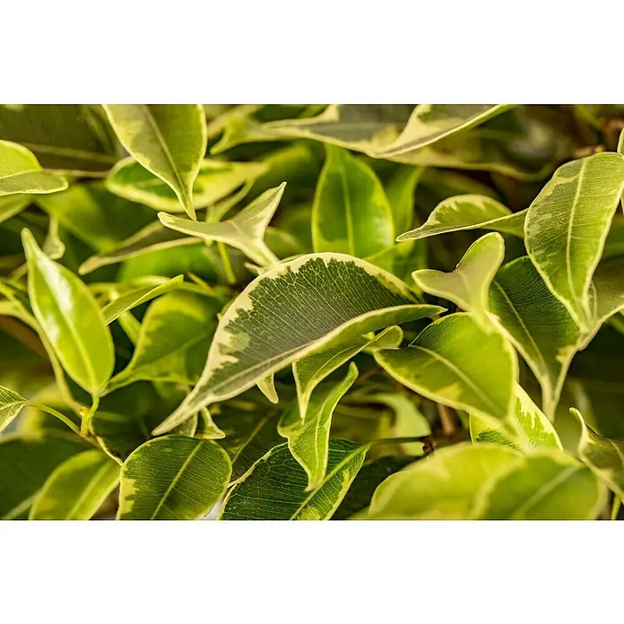 Piardino Ficus benjamina - Ficus benjamina 'Kinky', Tamaño de maceta: 12 cm - Primer plano de un Ficus benjamina 'Variegata', que muestra sus características hojas variegadas verdes y amarillas.