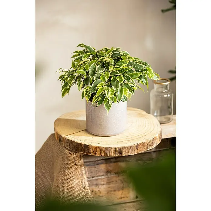 Piardino Ficus benjamina - Ficus benjamina 'Kinky', Tamaño de maceta: 12 cm - La imagen muestra una planta de interior Ficus benjamina 'Variegata' en una maceta sobre una mesa de madera, al lado hay una botella de vidrio decorativa.