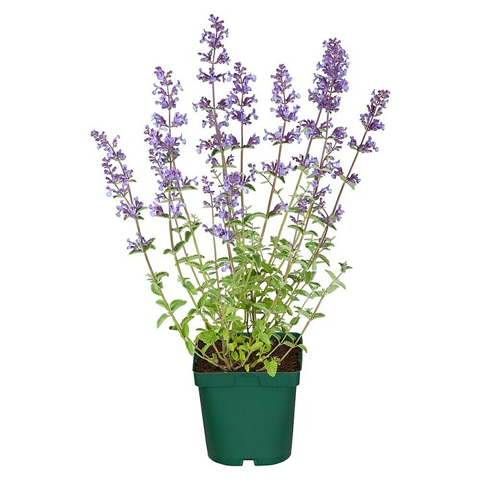Nepeta 13  blau