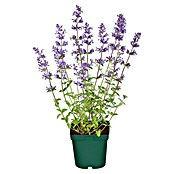 Nepeta 13  blau