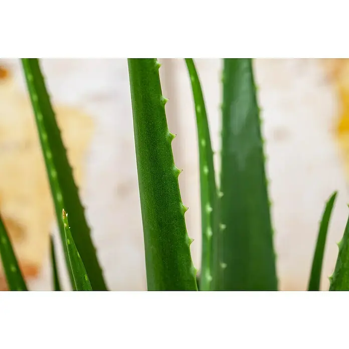 Piardino Áloe - Aloe vera, Tamaño de maceta: 14 cm - Un primer plano de una planta de Aloe Vera, mostrando sus hojas espinosas y la textura verde y suculenta. Ideal para el cuidado de la piel y como planta de interior.