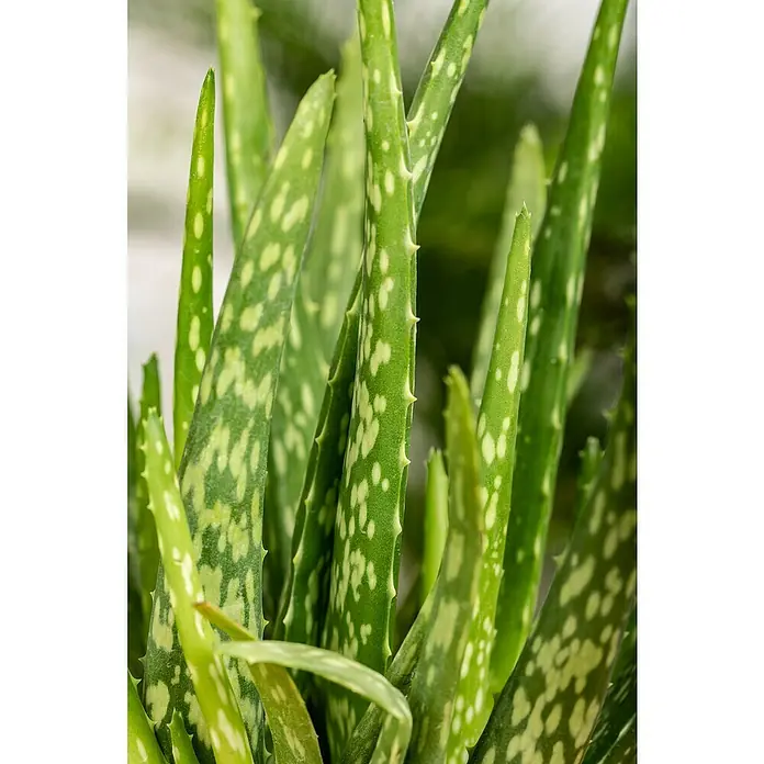 Piardino Áloe - Aloe vera, Tamaño de maceta: 14 cm - Primer plano de las hojas de una planta de Aloe Vera con hojas verdes y manchas blancas, ideal para el cuidado de la piel.