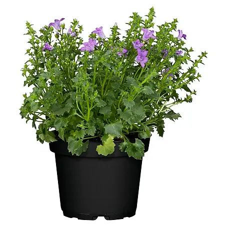 Piardino Campanilla dálmata
