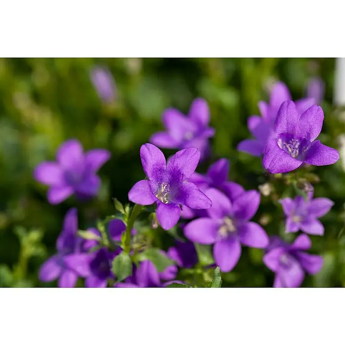 Piardino Polsterglockenblume Ampel - Campanula portenschlagiana, Topfgröße: 27, Violett - Nahaufnahme einer Gruppe von leuchtend lila Glockenblumen vor einem verschwommenen grünen Hintergrund, die die zarten Blütenblätter hervorhebt.