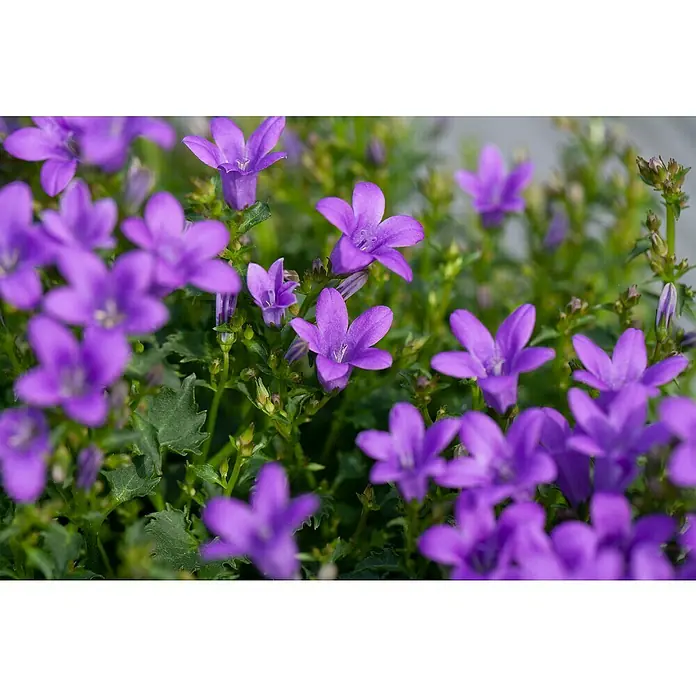 Piardino Campanilla dálmata - Tamaño de maceta: 11 cm - Primer plano de delicadas campanillas moradas, que irradian una belleza serena y natural.
