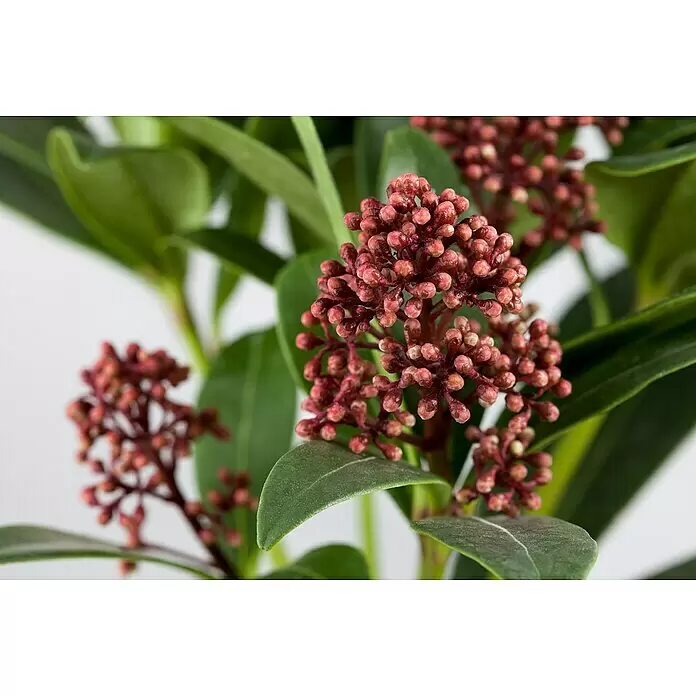 Piardino Chinesische Skimmie - Skimmia japonica 'Temptation', Topfvolumen: 3 l - Nahaufnahme einer Dekopflanze mit Büscheln kleiner, dunkelroter Knospen und grünen Blättern.