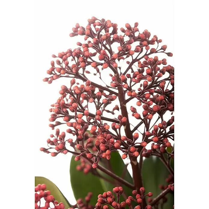 Piardino Chinesische Skimmie XXL - Skimmia japonica 'Rubella', Topfgröße: 23 cm - Detailaufnahme