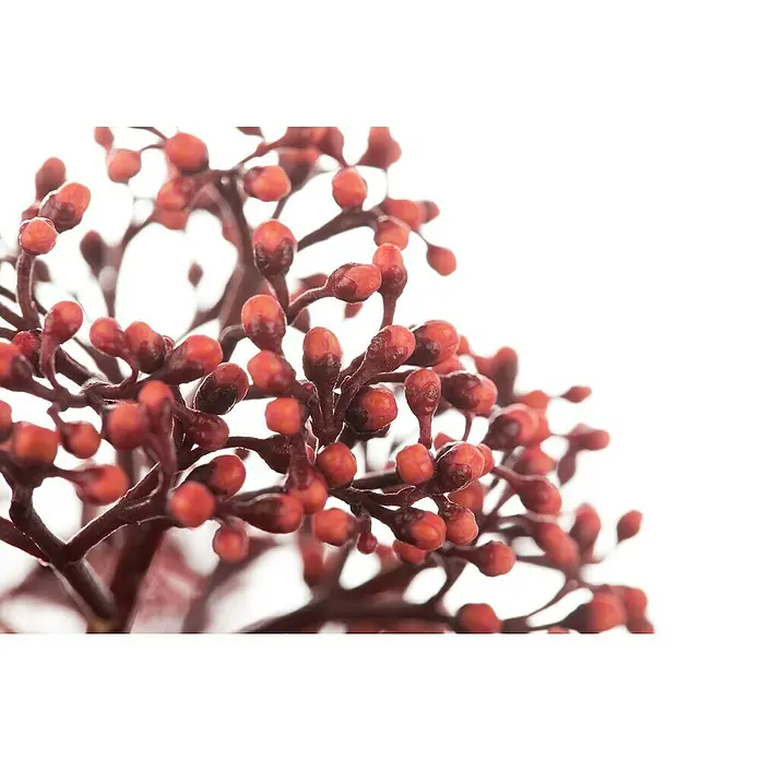 Piardino Japanische Blütenskimmie - Skimmia japonica 'Rubella', Topfgröße: 13 cm, Rot - Nahaufnahme von roten Beeren vor einem weißen Hintergrund. Die glänzenden Beeren sind an dünnen Stielen befestigt.