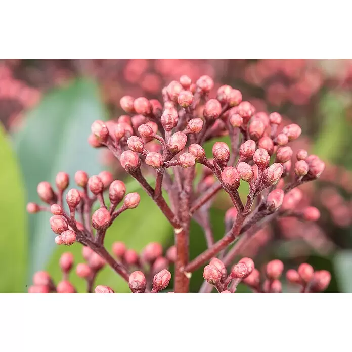 Piardino Chinesische Skimmie XXL - Skimmia japonica 'Rubella', Topfgröße: 23 cm - Stimmungsaufnahme