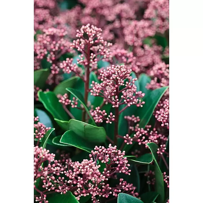 Piardino Chinesische Skimmie XXL - Skimmia japonica 'Rubella', Topfgröße: 23 cm - Stimmungsaufnahme
