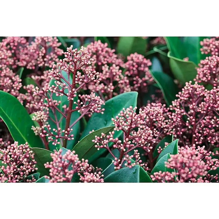 Piardino Japanische Blütenskimmie - Skimmia japonica 'Rubella', Topfgröße: 10 cm, Rot - Nahaufnahme der zarten, rosa Blütenstände von Skimmie vor glänzend grünen Blättern, die eine beruhigende und natürliche Atmosphäre vermitteln.