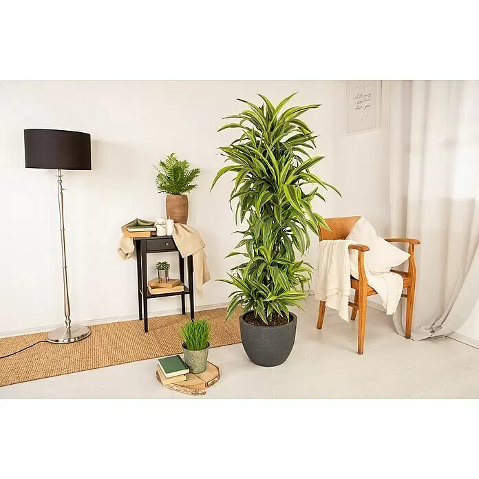 Piardino Drachenbaum XXL - Dracaena fragrans 'Lemon Lime', Topfgröße: 27 cm, Dunkelgrün - Große Zimmerpflanze mit grün-gelb panaschierten Blättern in einem dunkelgrauen Topf, auf hellem Holzboden in einem gemütlichen Raum.
