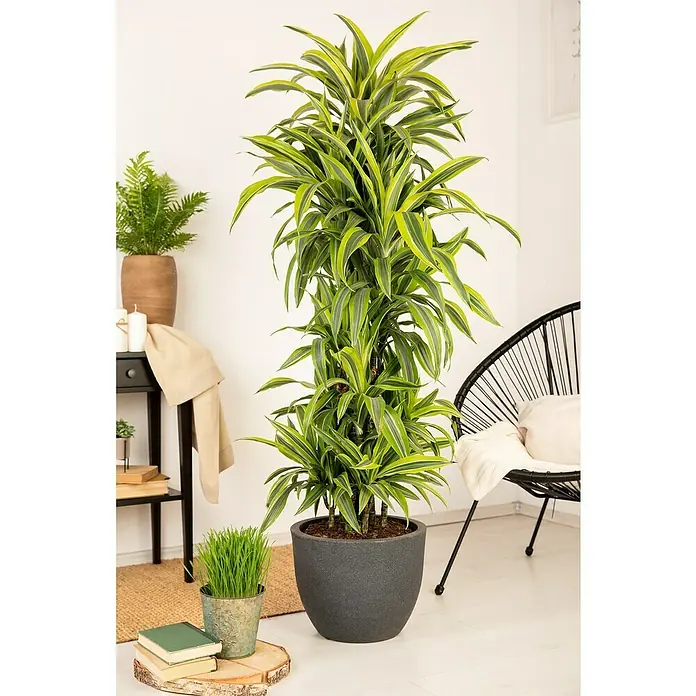 Piardino Drachenbaum XXL - Dracaena fragrans 'Lemon Lime', Topfgröße: 27 cm, Dunkelgrün - Zimmerpflanze Dracaena fragrans mit langen, gelb-grünen Blättern in einem dunklen Topf, als dekoratives Element in einem hellen Raum.
