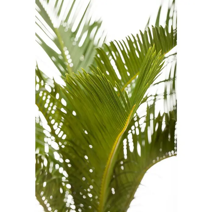 Piardino Palma de sagú - Cycas revoluta, Tamaño de maceta: 20 cm, Verde oscuro - Primer plano de hojas de palma verdes que se balancean grácilmente en la luz, evocando un ambiente tropical.