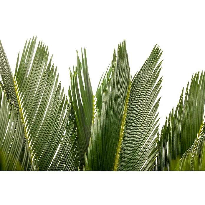 Piardino Palma de sagú - Cycas revoluta, Tamaño de maceta: 20 cm, Verde oscuro - Primer plano de frondas verdes de palma de cícada con puntas afiladas sobre un fondo brillante, que muestra la belleza natural de la planta.