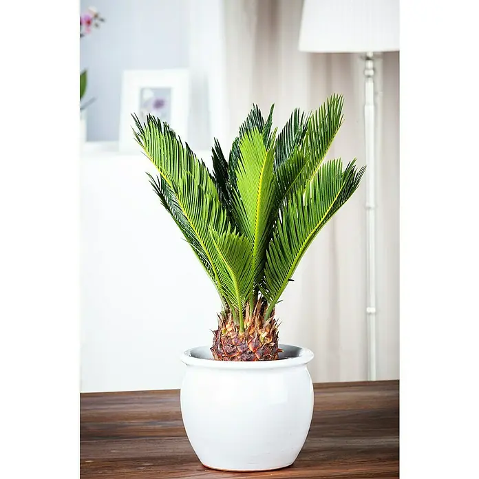 Piardino Palma de sagú - Cycas revoluta, Tamaño de maceta: 20 cm, Verde oscuro - Planta de interior en una maceta blanca. La planta es una cica y está colocada sobre una mesa de madera, creando un ambiente natural.