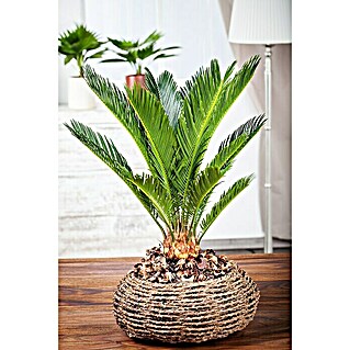 Piardino Palma de sagú (Cycas revoluta, Tamaño de maceta: 20 cm, Verde oscuro)