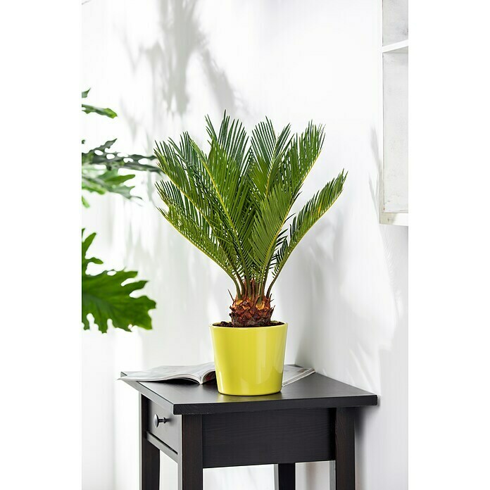 Cycas revoluta 20