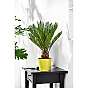 Cycas revoluta 20