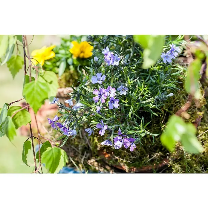 Piardino Teppich-Flammenblume - Phlox subulata, 13 cm - Nahaufnahme eines Topfes mit zarten blauen Phloxblüten und gelben Blüten, umgeben von grünem Moos und Birkenblättern, die eine ruhige Gartenatmosphäre schaffen.