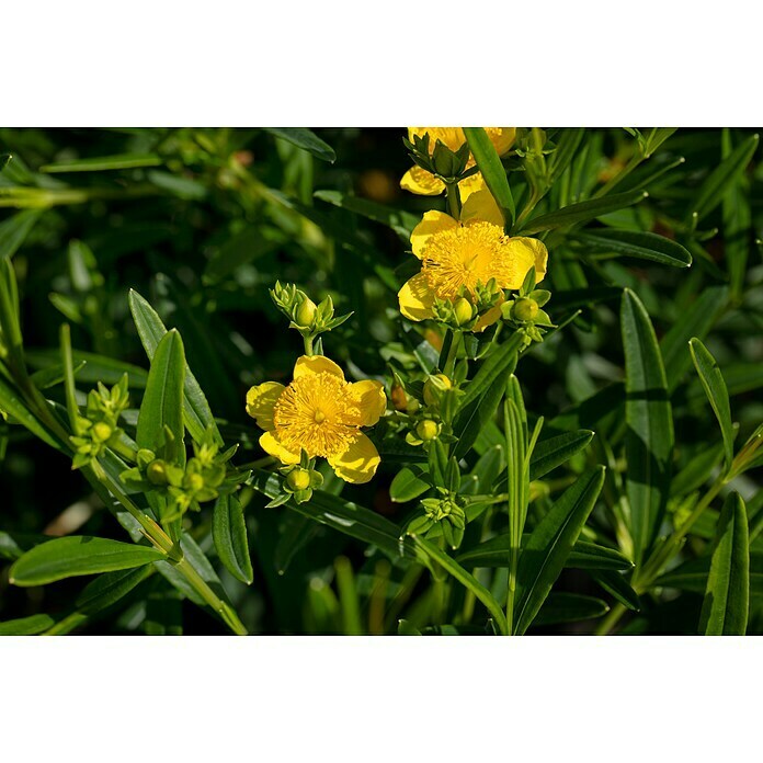 Hypericum 12 i.S. gelb