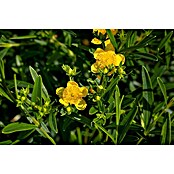 Hypericum 12 i.S. gelb