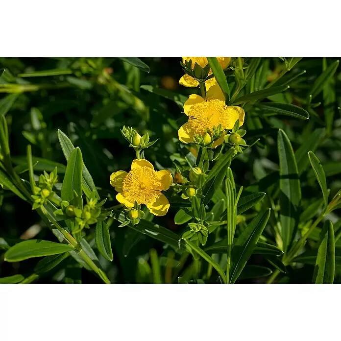 Piardino Johanniskraut - Hypericum in verschiedenen Sorten, Topfgröße: 11 cm - Nahaufnahme leuchtend gelber Blüten mit zahlreichen Staubblättern und frischen grünen Blättern.