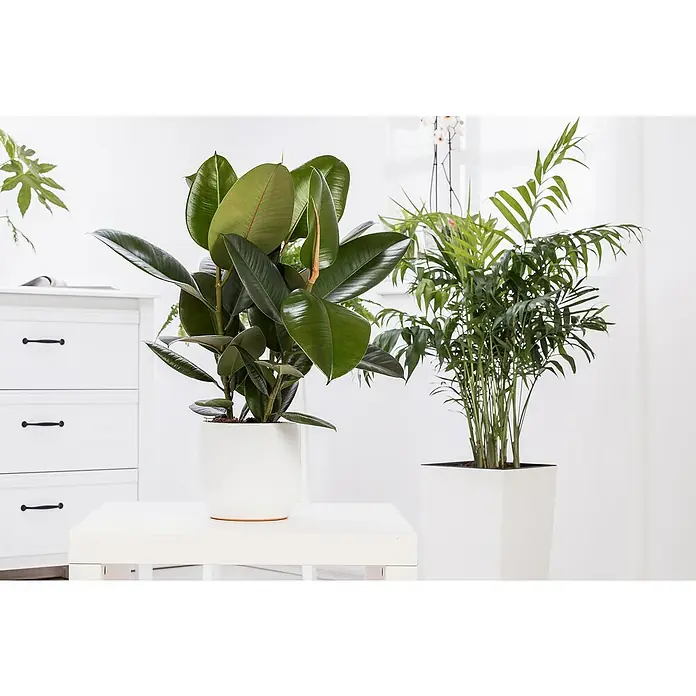 Piardino Mezcla de vegetales - Varios géneros - Arreglo de plantas de interior con una planta de caucho en una maceta blanca y una palma en una jardinera blanca, creando un ambiente interior sereno.