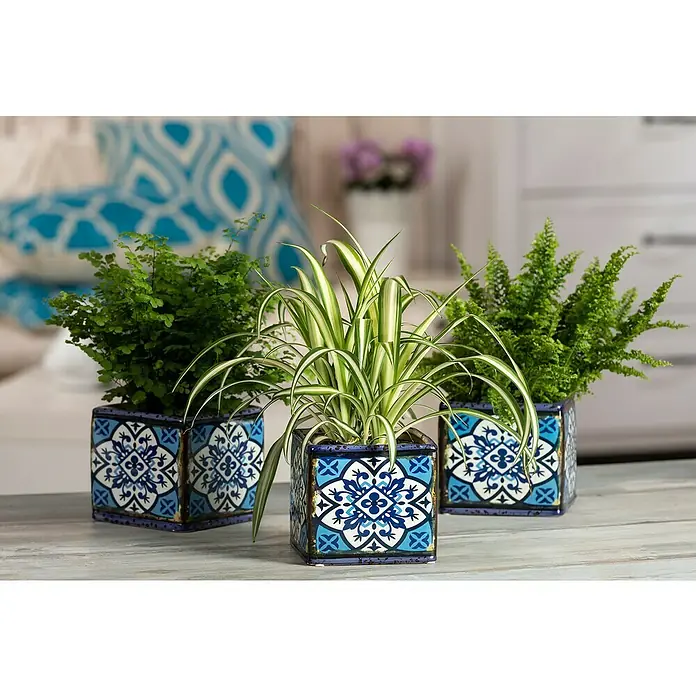 Piardino Mezcla de vegetales - Varios géneros - Tres plantas de interior en macetas decorativas con estampados azules y blancos, creando un ambiente fresco y vibrante.