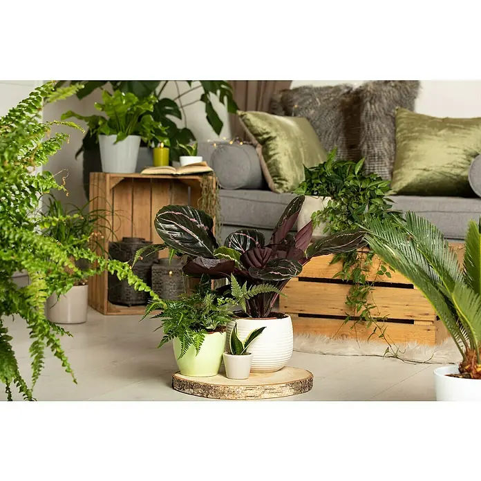Piardino Mezcla de vegetales - Varios géneros - Arreglo de plantas de interior con helechos, una Calathea y una suculenta en una bandeja de madera, rodeado de más plantas y decoración.