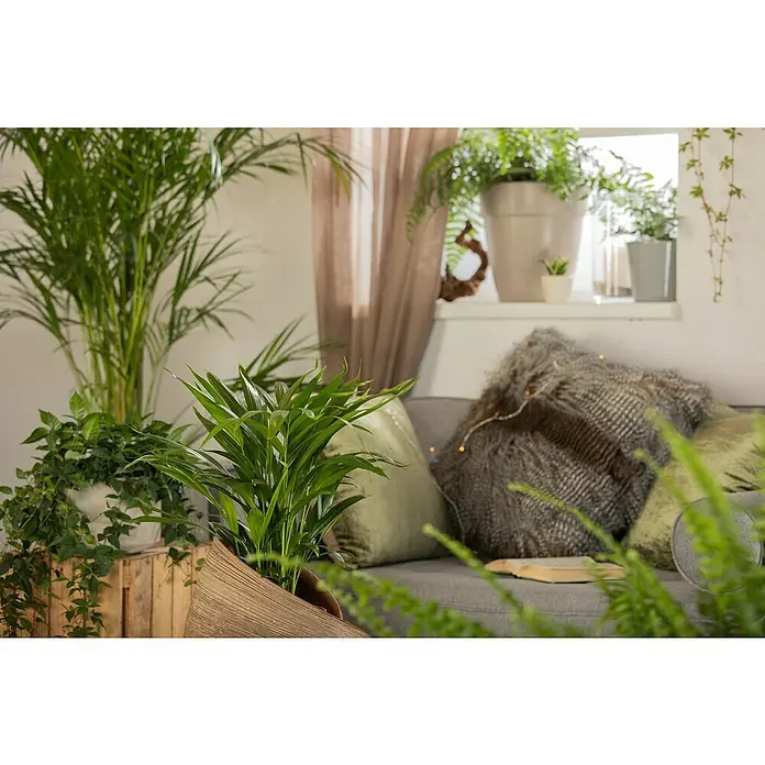 Piardino Zimmerpflanzen-Mix - Verschiedene Sorten, Topfgröße: 21 cm - Innenaufnahme eines Wohnzimmers mit Zimmerpflanzen, einem bequemen Sofa und gedämpftem Licht, das eine ruhige, grüne Atmosphäre schafft.